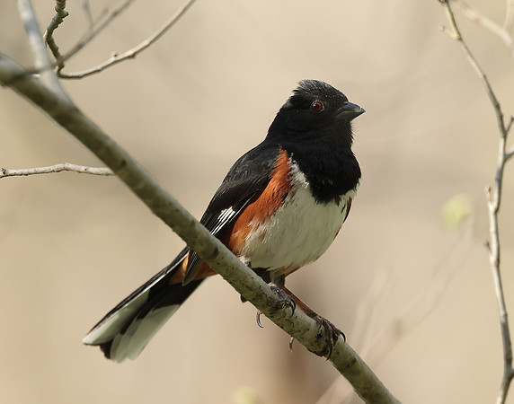 Eastern Towhee Pipilo erythrophthalmus