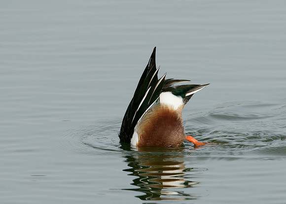 Shoveler Anas clypeata