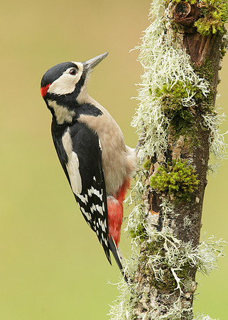 Great Spotted Woodpecker Dendrocopus major