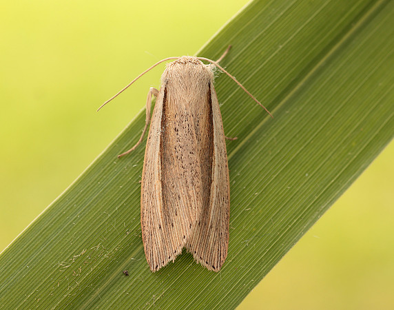 73.305 BF2209 Flame Wainscot Senta flammea