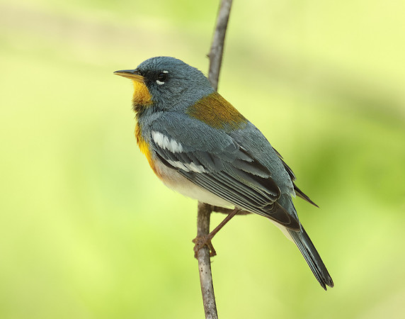 Northern Parula