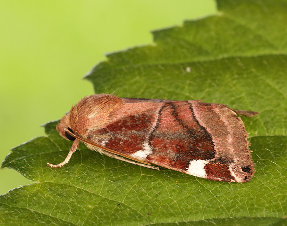 73.214 BF2317 White-spotted Pinion Cosmia diffinis