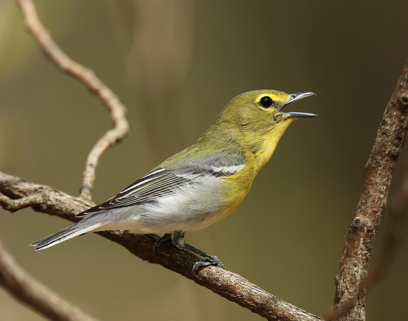 Yellow-throated Vireo Vireo flavifrons