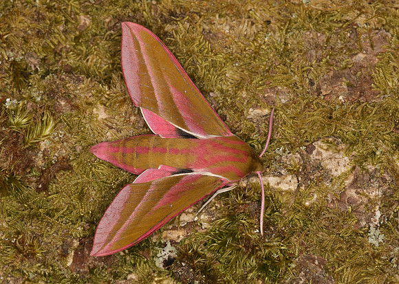69.016 BF1991 Elephant Hawk-moth Deilephila elpenor