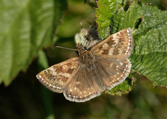 Dingy Skipper Erynnis tages