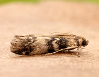 62.048 BF1470 Euzophera pinguis