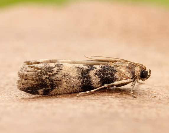 62.048 BF1470 Euzophera pinguis