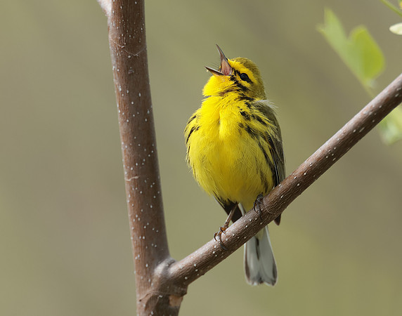 Prairie Warbler Setophaga discolor