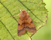 73.188 BF2265 Flounced Chestnut Agrochola helvola