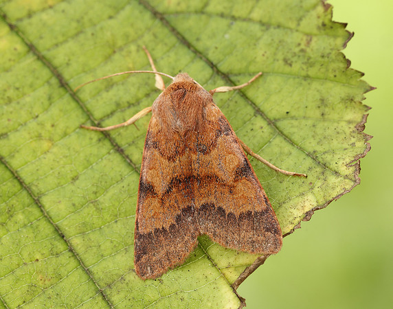 73.188 BF2265 Flounced Chestnut Agrochola helvola