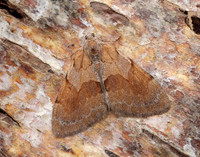 70.077 BF1767 Pine Carpet Pennithera firmata