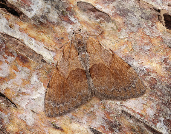 70.077 BF1767 Pine Carpet Pennithera firmata