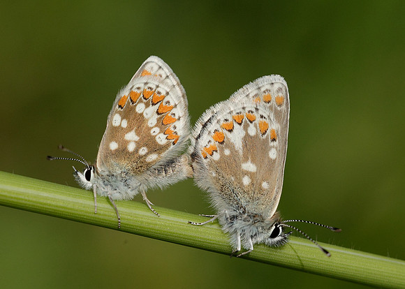 Northern Brown Argus Aricia artaxerxes artaxerxes
