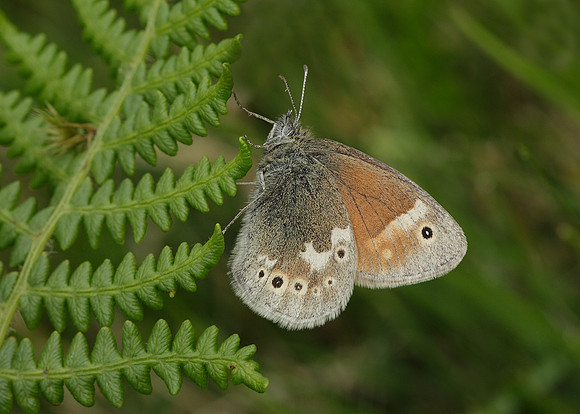 Large Heath Coenonympha tullia