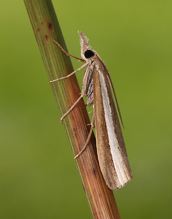 63.091 BF1307 Agriphila latistria