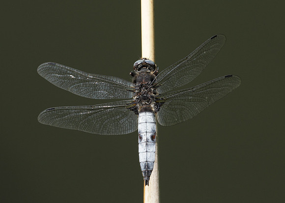 Scarce Chaser Libellula fulva