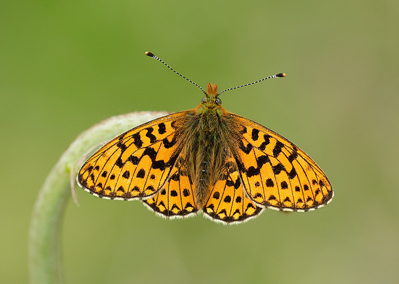 Pearl-Bordered Fritillary Boloria euphrosyne