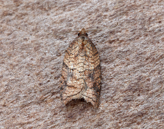 49.079 BF1046 Acleris shepherdana
