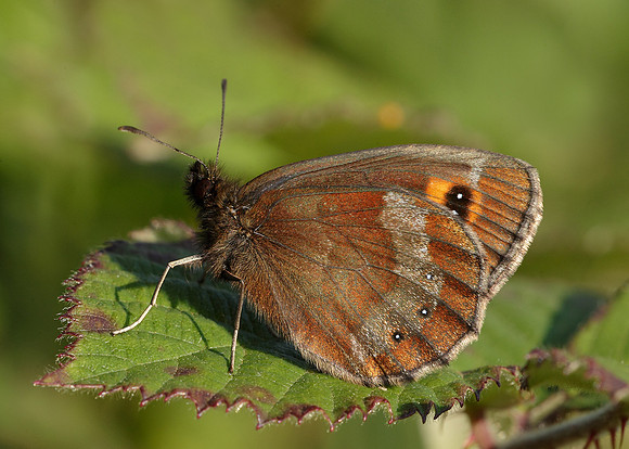 Scotch Argus Erebia aethiops