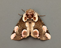 65.008 BF1652 Peach Blossom Thyatira batis