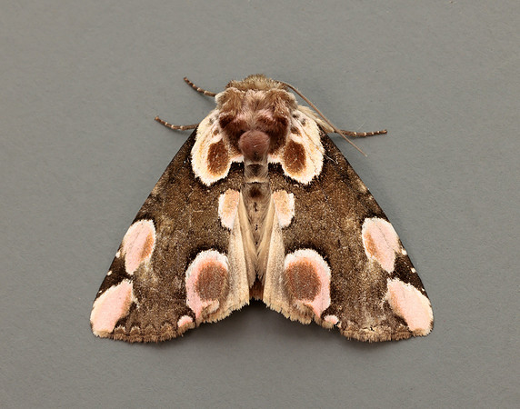 65.008 BF1652 Peach Blossom Thyatira batis