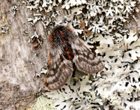 70.249 BF1929 Rannoch Brindled Beauty Lycia lapponaria