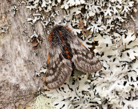 70.249 BF1929 Rannoch Brindled Beauty Lycia lapponaria