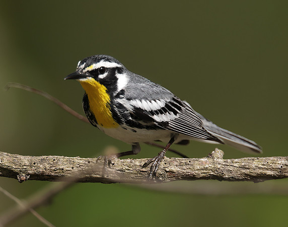 Yellow-throated Warbler  Setophaga dominica