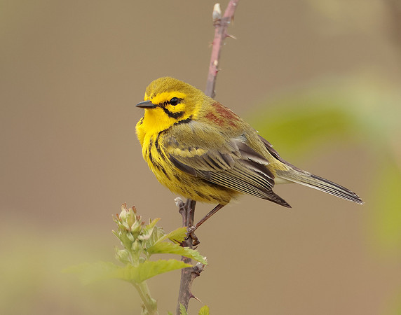 Prairie Warbler Setophaga discolor