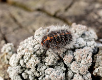 70.249 BF1929 Rannoch Brindled Beauty Lycia lapponaria
