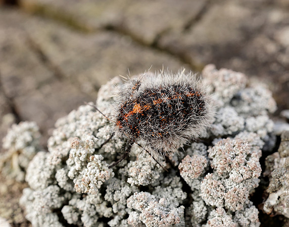 70.249 BF1929 Rannoch Brindled Beauty Lycia lapponaria