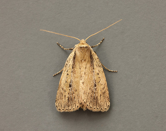 73.141 BF2371 Brown-veined Wainscot Archanara dissoluta