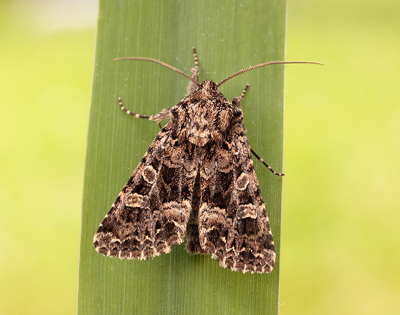 73.286 BF2167 Tawny Shears Hadena perplexa