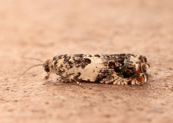 49.244 BF1132 Epinotia subocellana