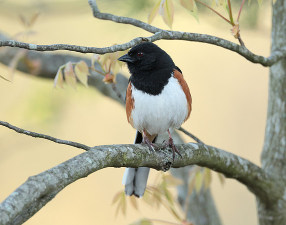 Eastern Towhee Pipilo erythrophthalmus