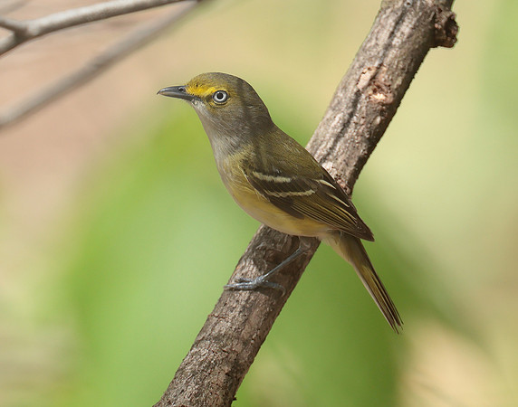 White-eyed Vireo Vireo griseus