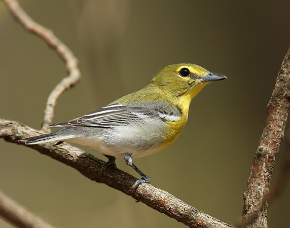 Yellow-throated Vireo Vireo flavifrons
