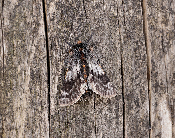 70.249 BF1929 Rannoch Brindled Beauty Lycia lapponaria