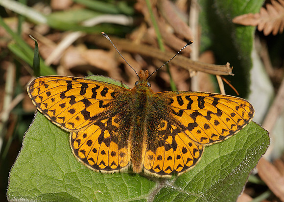 Pearl-Bordered Fritillary Boloria euphrosyne