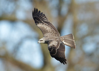 Black Kite Milvus migrans