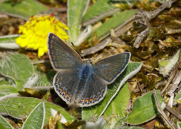 Common Blue Polyommatus icarus