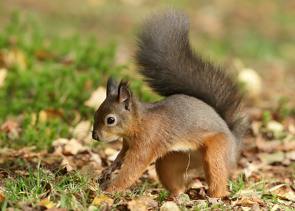 Red Squirrel Sciurus vulgaris