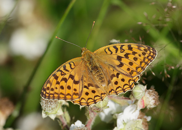 High Brown Fritillary Argynnis adippe
