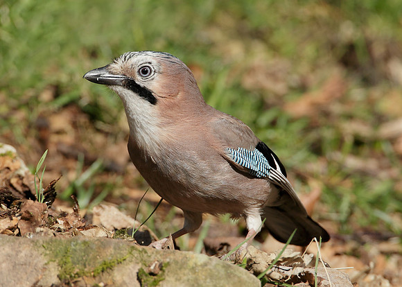 Jay Corvus glandarius