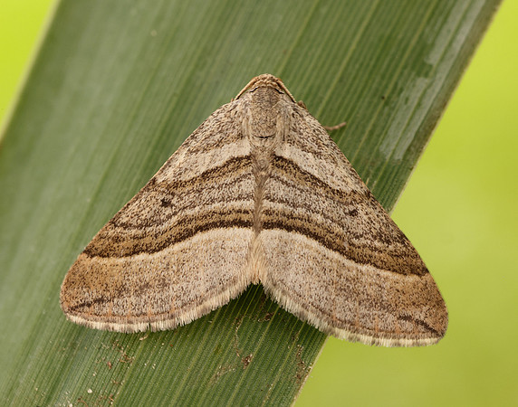 70.039 BF1718 Oblique Striped Phibalapteryx virgata