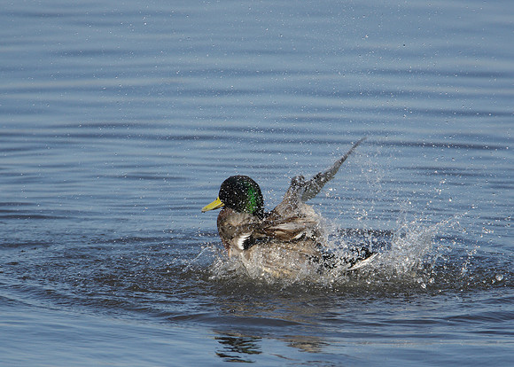 Mallard Anas platyrhynchos