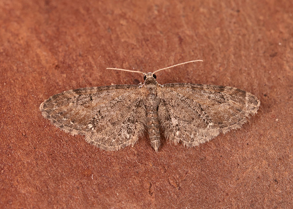 70.183 BF1834 Common Pug Eupithecia vulgata