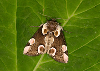 Peach Blossom Thyatira batis