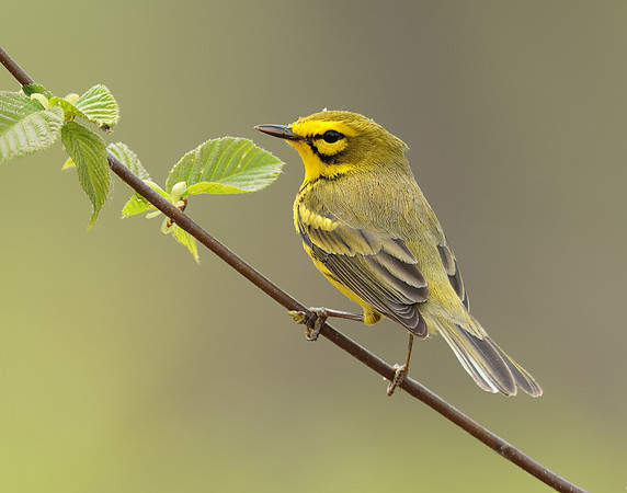 Prairie Warbler Setophaga discolor