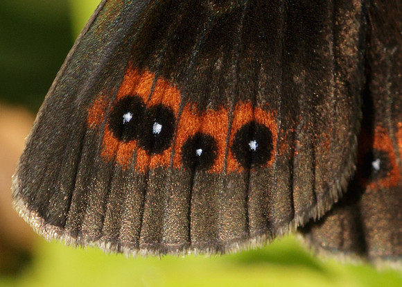 Scotch Argus Erebia aethiops